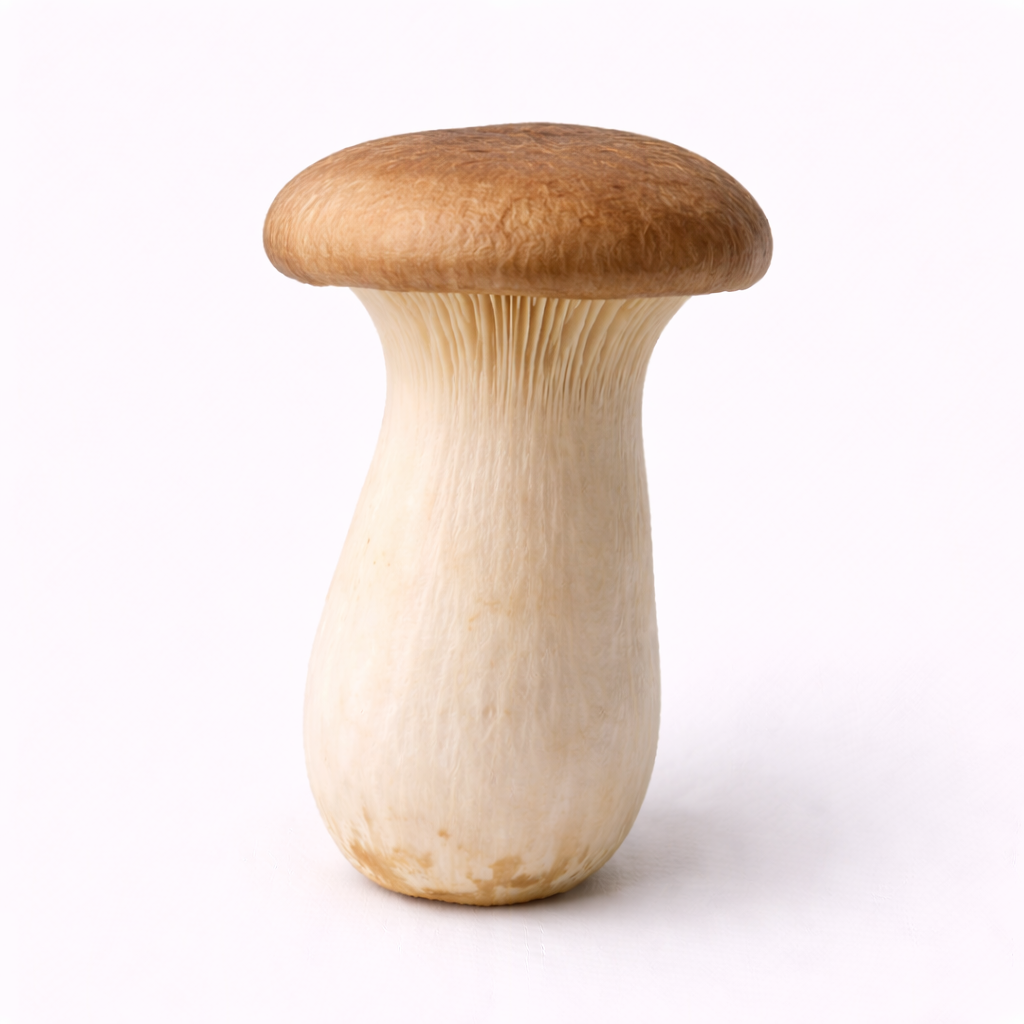 Pleurote du panicaut